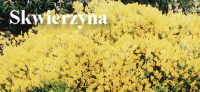 Strona miasta i gminy Skwierzyna