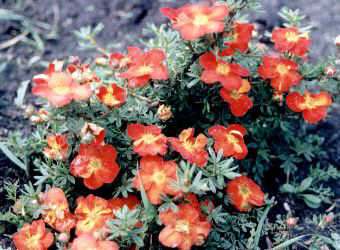 Potentilla fruticosa Red Ace pi�ciornik krzewiasty