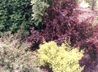 Berberysy w odmianach