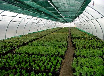 Ogr�d. Hala produkcyjna.