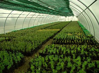 Ogr�d. Hala produkcyjna.