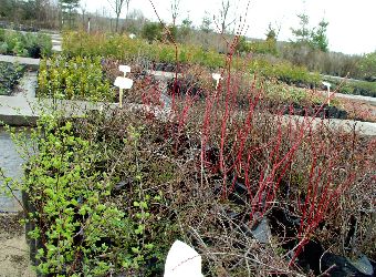 Materia� szk�karski