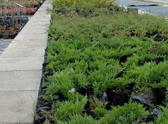 Materia� szk�karski