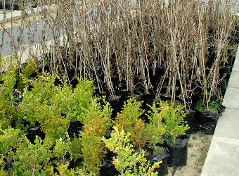 Materia� szk�karski